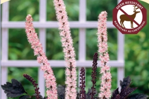 Actaea 'Pink Spike' 